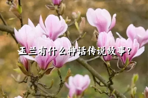 玉兰有什么神话传说故事？