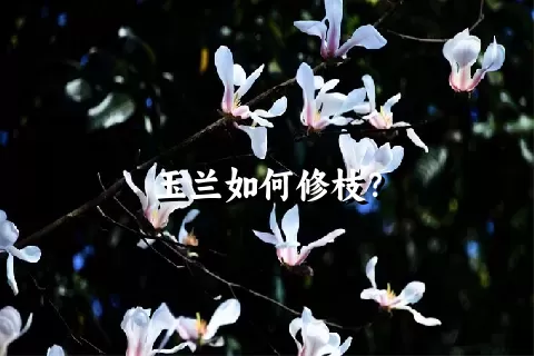 玉兰如何修枝？