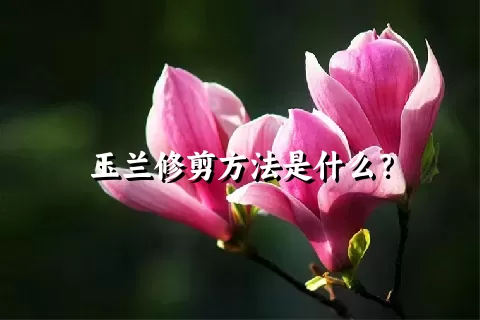 玉兰修剪方法是什么？