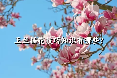 玉兰插花技巧知识有哪些？