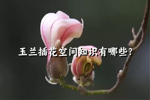 玉兰插花空间知识有哪些？