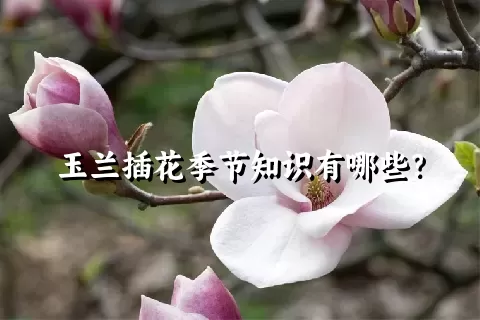 玉兰插花季节知识有哪些？