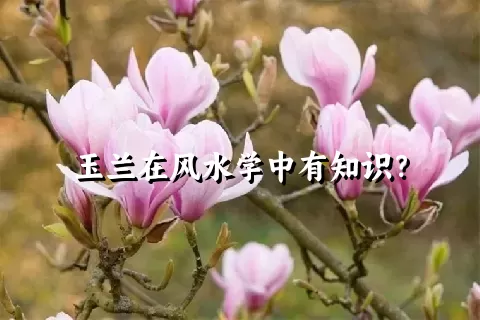 玉兰在风水学中有知识？