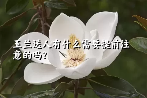 玉兰送人有什么需要提前注意的吗？