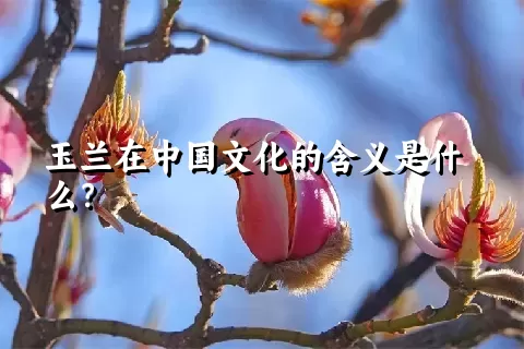 玉兰在中国文化的含义是什么？