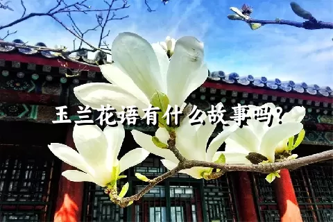 玉兰花语有什么故事吗？