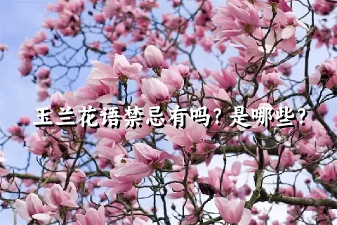 玉兰花语禁忌有吗？是哪些？