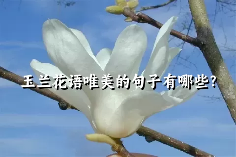 玉兰花语唯美的句子有哪些？