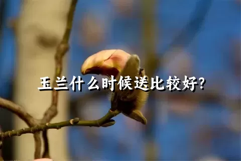 玉兰什么时候送比较好？