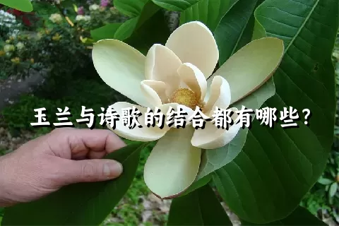 玉兰与诗歌的结合都有哪些？