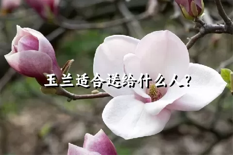 玉兰适合送给什么人？