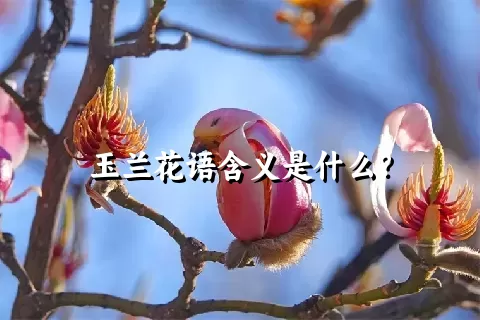 玉兰花语含义是什么？