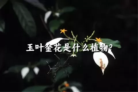 玉叶金花是什么植物？