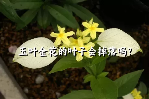 玉叶金花的叶子会掉落吗？