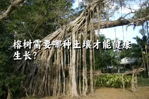 榕树需要哪种土壤才能健康生长？