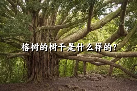 榕树的树干是什么样的？