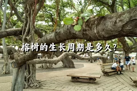 榕树的生长周期是多久？