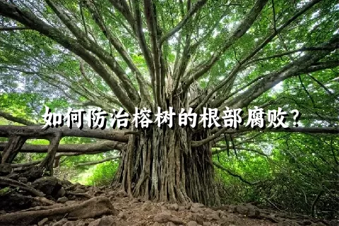 如何防治榕树的根部腐败？