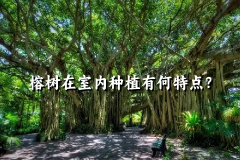 榕树在室内种植有何特点？