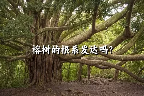 榕树的根系发达吗？