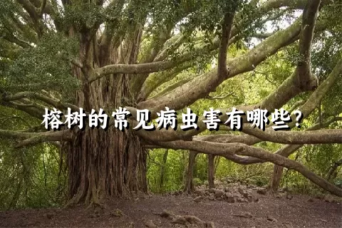 榕树的常见病虫害有哪些？