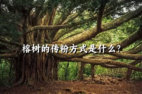 榕树的传粉方式是什么？