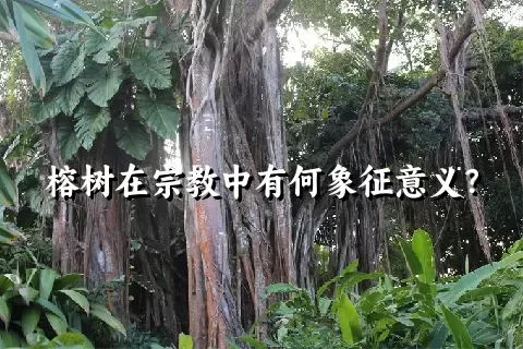 榕树在宗教中有何象征意义？