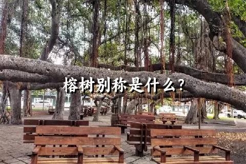 榕树别称是什么？