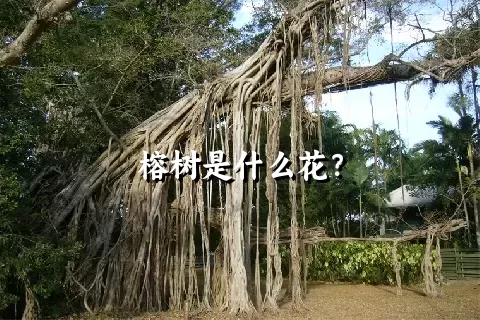 榕树是什么花？