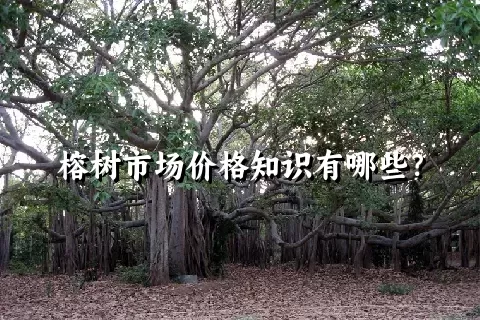 榕树市场价格知识有哪些？