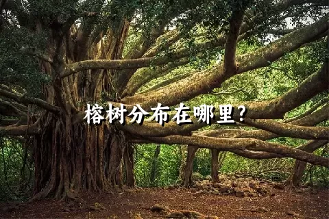 榕树分布在哪里?