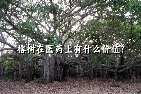 榕树在医药上有什么价值？