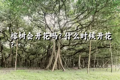 榕树会开花吗？什么时候开花？