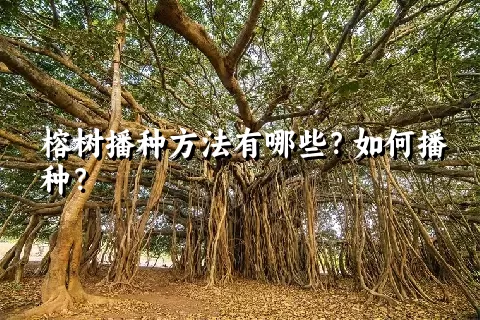 榕树播种方法有哪些？如何播种？