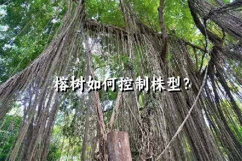 榕树如何控制株型？