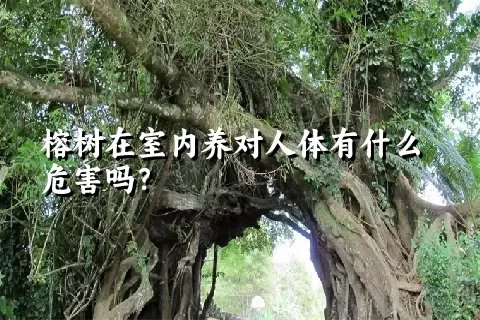 榕树在室内养对人体有什么危害吗？