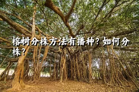 榕树分株方法有播种？如何分株？