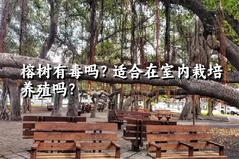 榕树有毒吗？适合在室内栽培养殖吗？