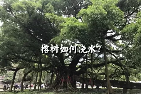 榕树如何浇水？