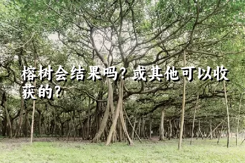 榕树会结果吗？或其他可以收获的？