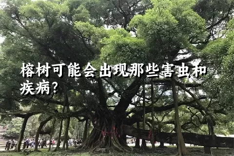 榕树可能会出现那些害虫和疾病？