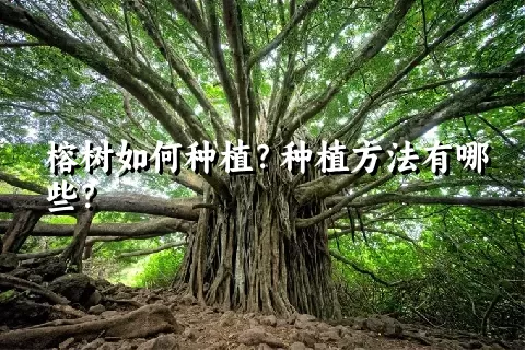 榕树如何种植？种植方法有哪些？