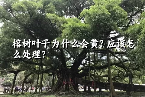 榕树叶子为什么会黄？应该怎么处理？