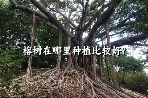 榕树在哪里种植比较好？