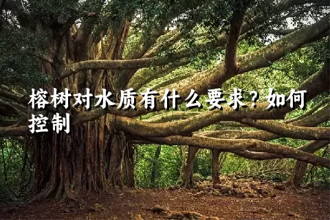 榕树对水质有什么要求？如何控制