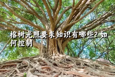 榕树光照要求知识有哪些？如何控制