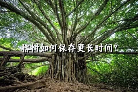 榕树如何保存更长时间？