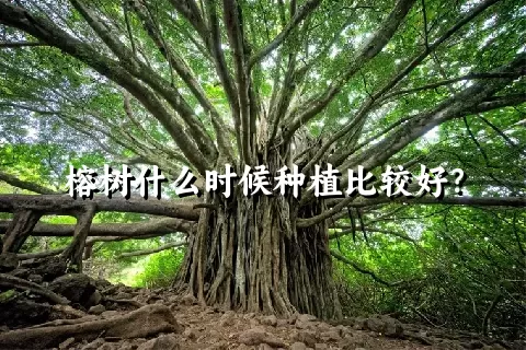 榕树什么时候种植比较好？