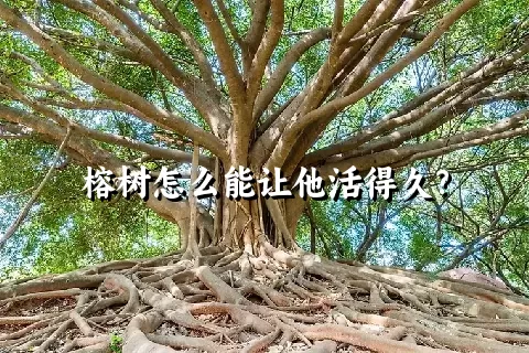 榕树怎么能让他活得久？