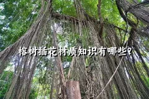 榕树插花材质知识有哪些？